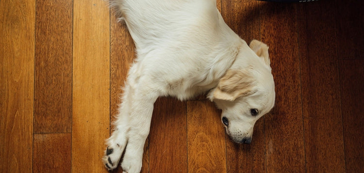 Golden retriever resting on a hardwood floor – health and safety