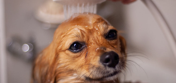 Dog enjoying a bath – grooming and wellness