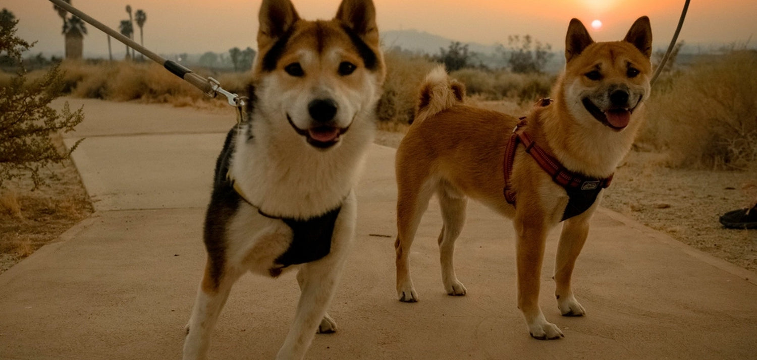 Two dogs on leashes at sunset – on the go