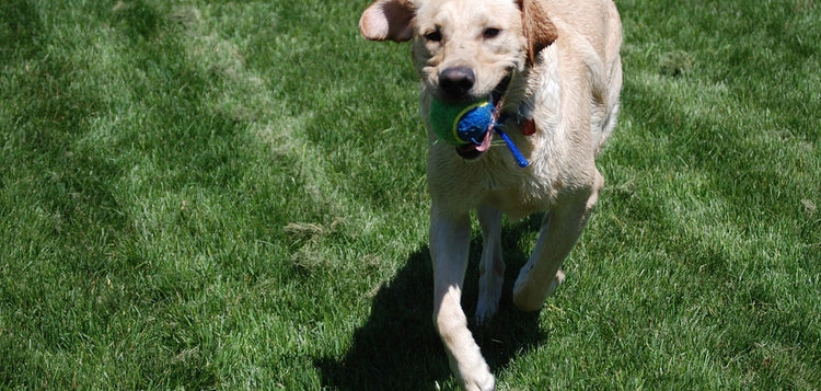 Happy dog running across the grass with a ball – play and activity